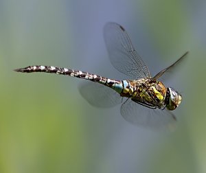 Migrant Hawker by Phil Luckhurst