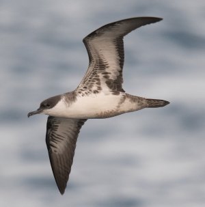 Great Shearwater by Angus Molyneux