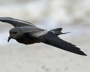 Leach's Petrel by Elliot Monteith