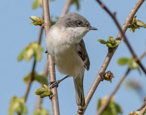 Lesser Whitethroat by Jeff Lack