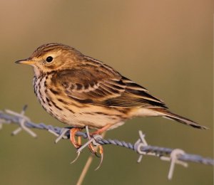 Meadow Pipit by the Anne Cotton