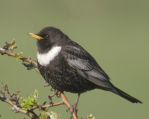 Ring Ouzel by Gary Loader