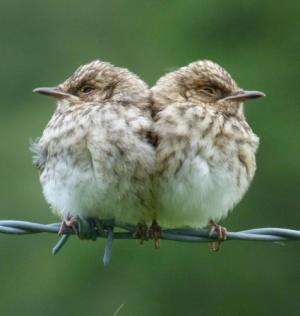 Spotted Flycatchers by Niall Anderson