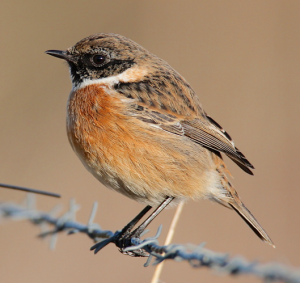 Stonechat by Mark Chivers