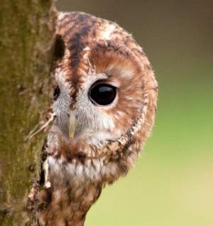 Tawny Owl by Howard Stockdale/BTO