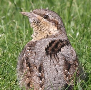 Wryneck by Dave King