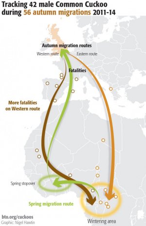 Cuckoo migration. Infographic by Nigel Hawtin