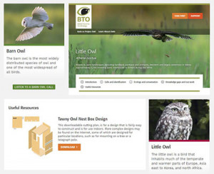 Learn About Owls resource pages