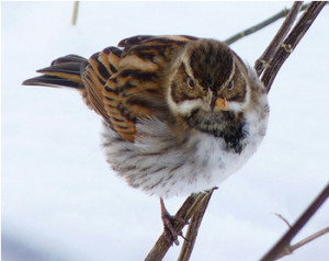 Reed Bunting. Photograph by Niall Anderson