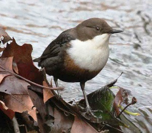 Dipper © Nick Stacey