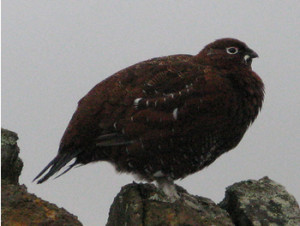 Red Grouse. Photograph by ewjz31tom