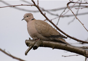 Collared Dove. Photograph by Stephen North