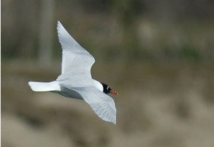 Mediterranean Gull. Photograph by penwithnature