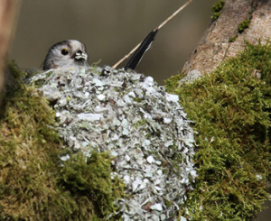 Long-tailed Tit. Photograph by Jim Easton