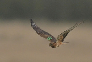 Montagu's Harrier. Photograph by Jon Evans