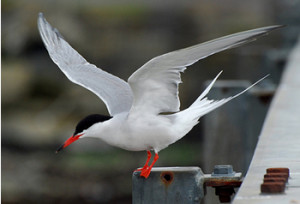 Common Tern. Photograph by Januaryjoe