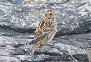 Lapland Bunting. Photograph by Jeff Copner