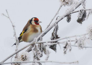 Goldfinch © Nick Stacey