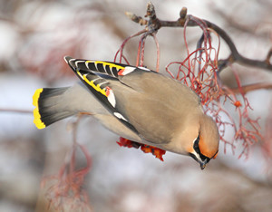 Waxwing. Photograph by Steven McGrath