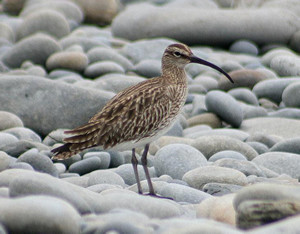 Whimbrel by Jeff Copner