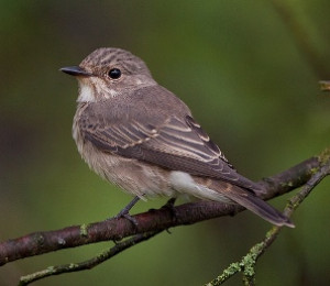 Spotted Flycatcher by Dave Wragg
