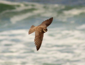 Sand Martin by Jeff Copner