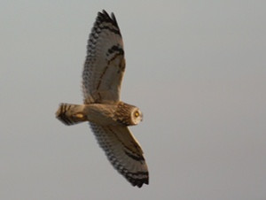 Short-eared Owl by John Walton