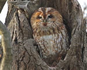 Tawny Owl by Margaret Holland