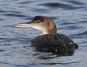 Great Northern Diver by Steven Carey