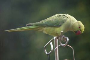 Ring-necked Parakeet by Christine Matthews
