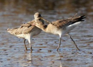 Godwits by Margaret Holland