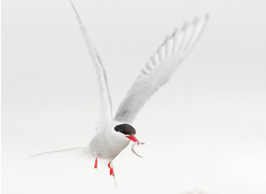 Arctic Tern by Sarah Kelman