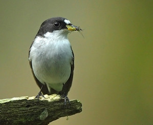 Pied Flycatcher by David Cookson