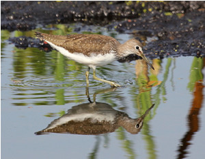 Green Sandpiper by Nick Stacey