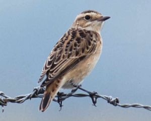 Whinchat by Mike Weston