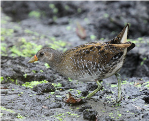 Spotted Crake by Steven Carey