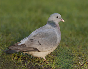 Stock Dove by Chris Mills www.norfolkbirding.com