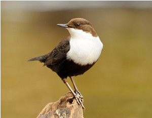 Black-bellied Dipper by Amy Lewis