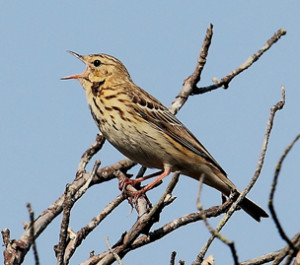 Tree Pipit by Will Brown