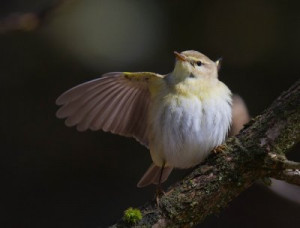 Chiffchaff by Mark Dunhill