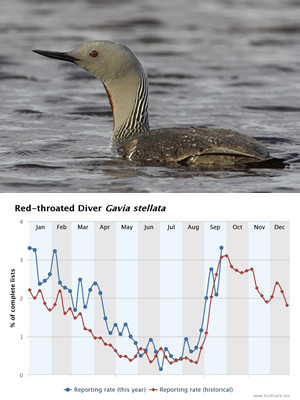 Red-throated Diver by Edmund Fellowes