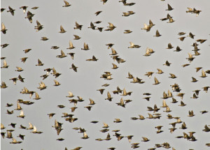 Starlings by Peter Warne