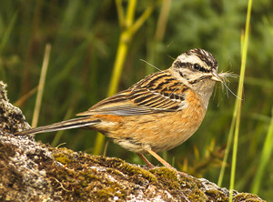Rock Bunting with nesting material (code 'B') by Frank McClintock