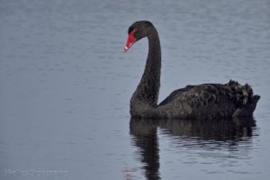 Black Swan by Gary Loader