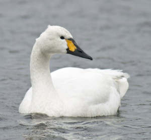Bewick's Swan by Penwith Nature