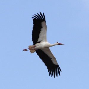 Migratory species, like White Stork, may be impacted by wind turbines erected at key points along their migration routes. Image, by John Proudlock.