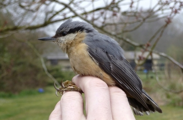 Nuthatch in the hand. Photo by Dawn Balmer