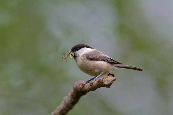 Willow Tit carrying food by Edmund Fellowes