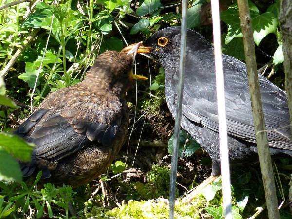 Blackbird with young bird by Moss Taylor/BTO