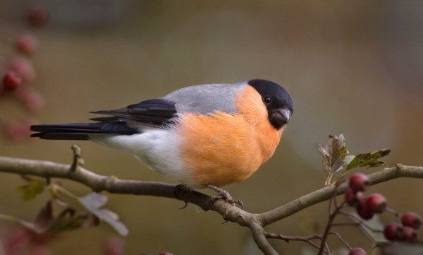Photograph of a male Bullfinch sitting on a branch